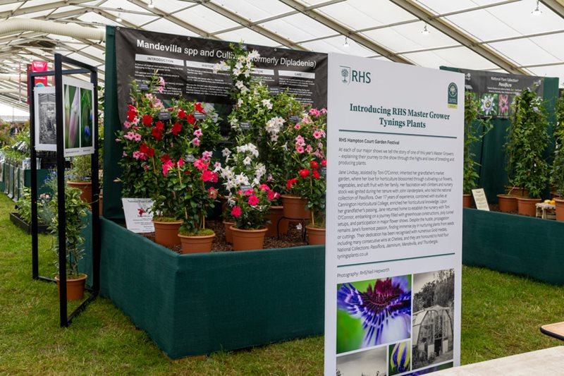 Tynings at RHS Hampton Court 2024