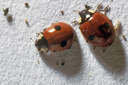 2-spot ladybird (<i>Adalia bipunctata</i>). Credit: RHS/Entomology.