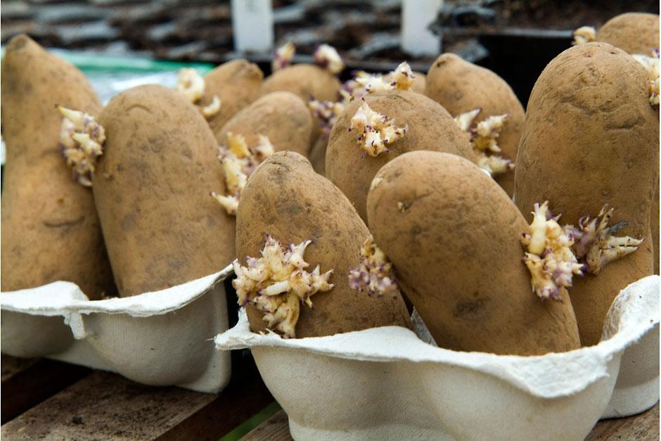 Chitting potatoes