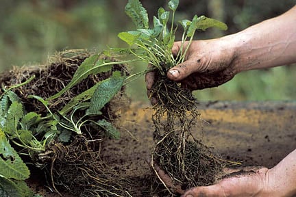 Dividing stachys. Credit: RHS/Tim Sandall.