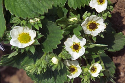 Strawberry black eye. Credit: RHS/Tim Sandall.