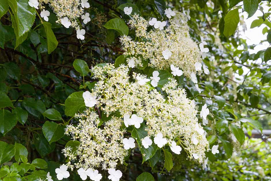 Discover climbing hydrangeas