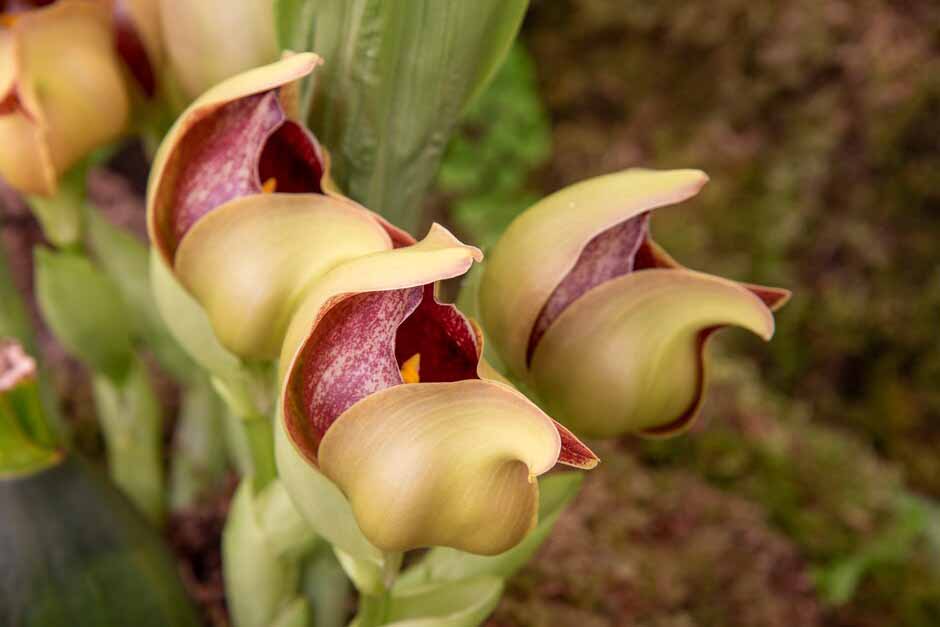 Orchid anguloa