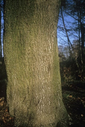 Beech scale (<EM>Cryptococcus fagisuga</EM>) on Beech (<EM>Fagus sylvatica</EM>)