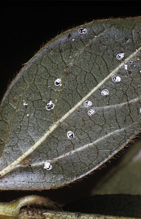 Viburnum whitefly <EM>Aleurotuba jelinekii</EM>