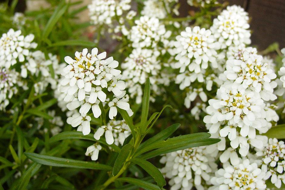 Candytuft