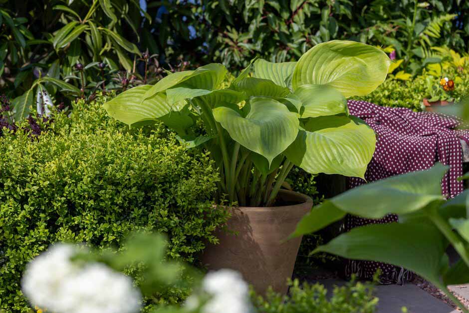 Hosta 'Halcyon' on The Laskett Garden