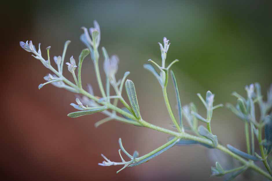 Eucalyptus gunnii France Bleu