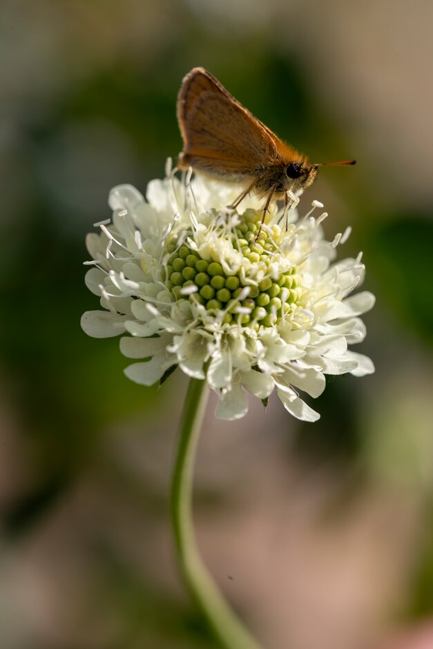 Skipper butterfly on Scabiosa columbaria subsp. ochroleuca