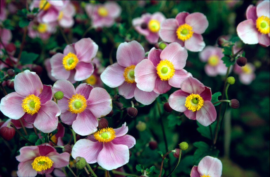 Plants for front gardens