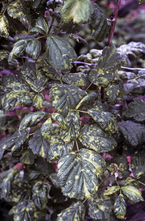 Raspberry leaf and bud mite