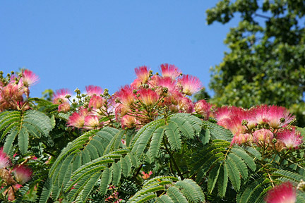 Albizia julibrissin 