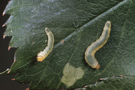 Rose slug sawfly (<EM>Endelomyia aethiops</EM>) on rose