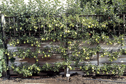 Espaliers look attractive trained on sunny walls or fences.  ©RHS/Tim Sandall