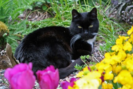 Garden moggy