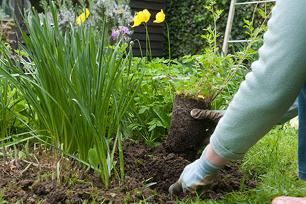 A hole dug sufficiently wide and deep, ready for a container-grown perennial plant