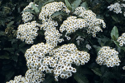 Olearia macrodonta is a good choice for coastal gardens. Image: RHS/Graham Titchmarsh