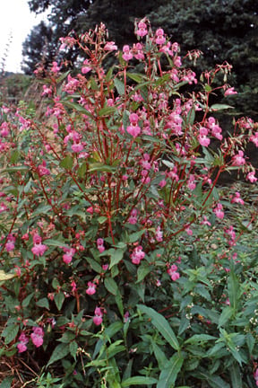 Himalayan balsam. Credit: RHS/Advisory.