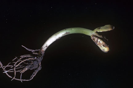 Bean seed fly (<EM>Delia platura</EM>) on French bean