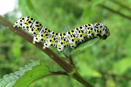 Mullein moth caterpillar