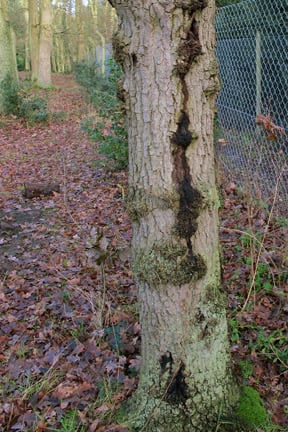 Oak decline. Copyright: RHS