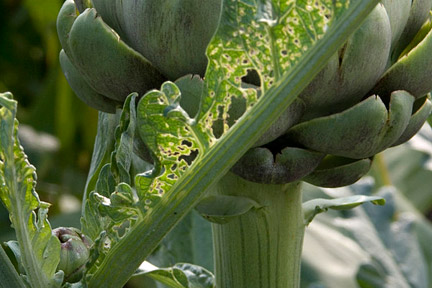 Capsid damage on artichoke. Credit: RHS/Simon Garbutt.