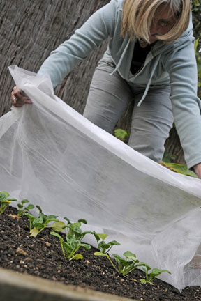 Covering crop with fleece