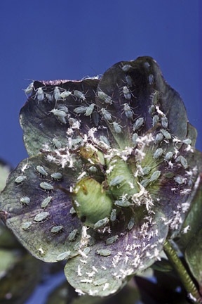 Hellebore aphid (Macrosiphum hellebori) on Hellebore (Helleborus sp.). Credit: RHS/Entomology.