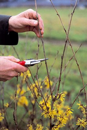 Pruning Hamamelis