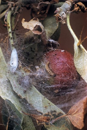 Apple small ermine moth (<EM>Yponomeuta malinellus</EM>) on apple