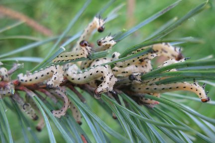 Pine sawfly larvae