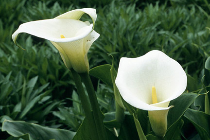 Zantedeschia aethiopica AGM is a good choice for wet soils. Image: Graham Titchmarsh/RHS Herbarium 