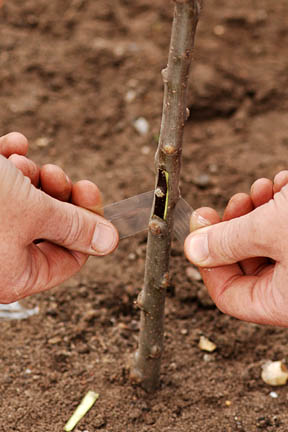 Close up of chip budding (grafting) a Malus domestica 'May Queen' (apple) at RHS garden Wisley