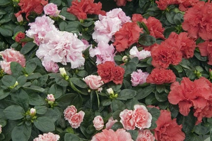 Indoor azaleas