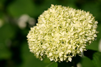 Hydrangea arborescens ‘Annabelle’ ©RHS/Advisory