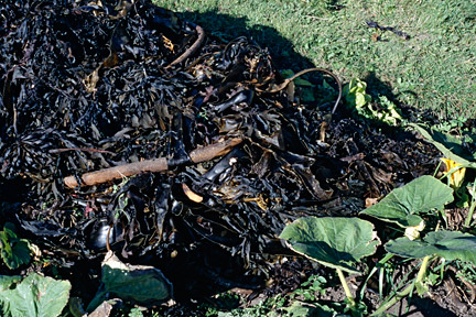 Seaweed makes a good mulch for the vegetable garden. Image: ©www.gardenworldimages.com