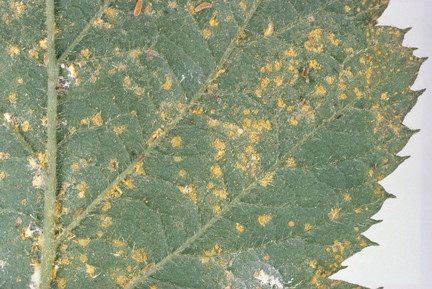 Rust diseases