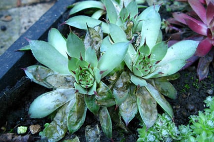 Damage caused by sempervivum leaf miner. Image: RHS