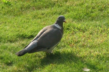 Wood pigeon on lawn