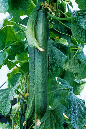 Growing vegetables in your greenhouse