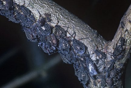 Large willow aphid (<EM>Tuberolachnus salignus</EM>) on Willow (<Em>Salix caprea</EM>)