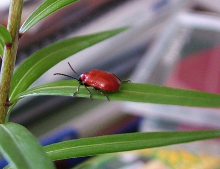 Red lily beetle