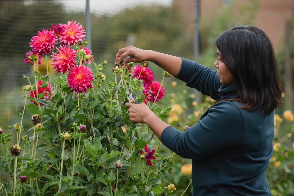 Deadheading dahlias keeps them flowering for longer