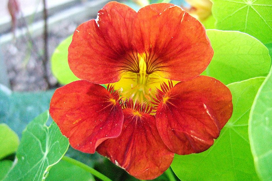 Nasturtium