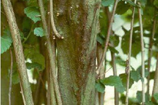 Hazel stem dieback