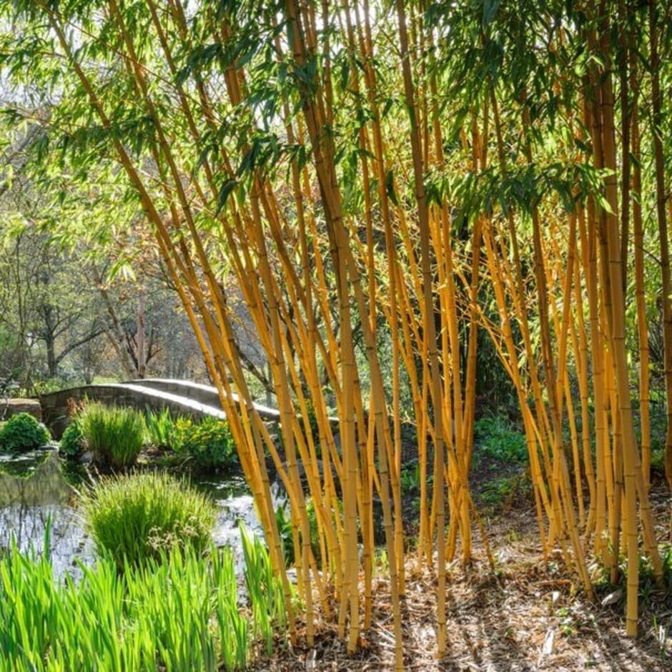 Sun-lit stems of mature bamboo growing in moist ground