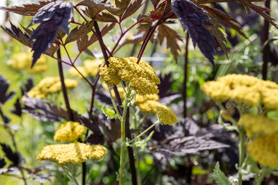 Achillea 'Moonshine'