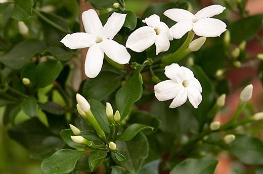 Jasminum angulare