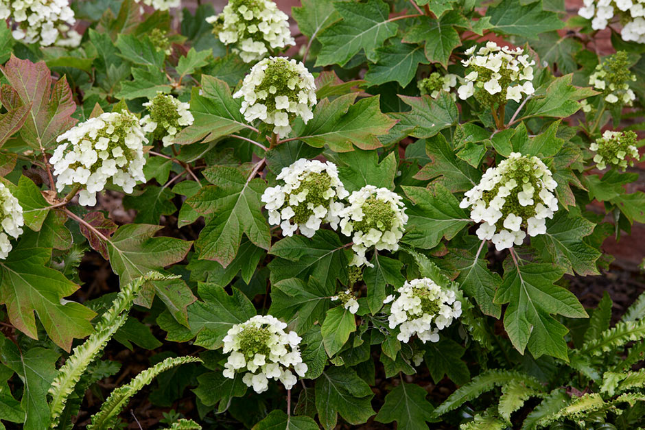 Key plants in the garden