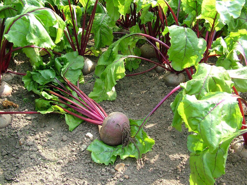 Beetroot